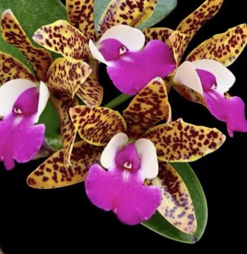 Purple spotted orchid flowers with white tips and green leaves, clustered