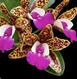 Fragrant Beauty - Cattleya Ratsima Spot Orchids