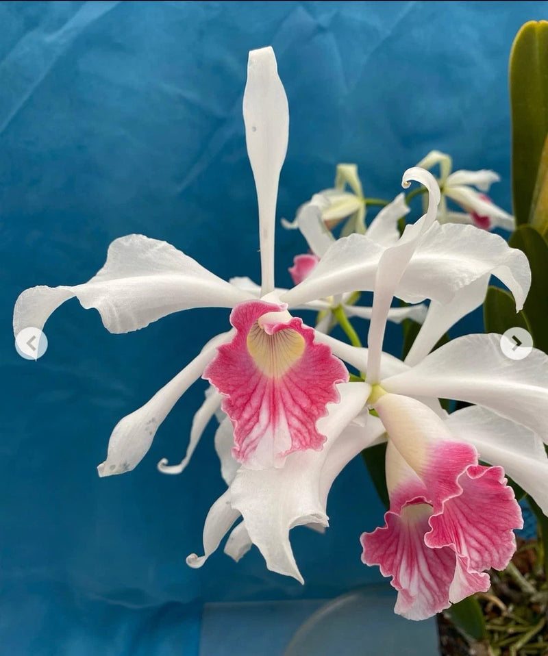 White orchid with pink ruffled center petals and green leaves on a potted plant