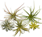 Casktcom¨ Large Green Real Touch Faux Air Plants, Lifelike Fake Tillandsia Pick, Green Plant