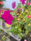Rooted Purple Impatiens Plants in pot balcony yard or outdoor Flowering Plants