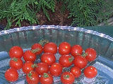 Texas Wild Cherry Heirloom Tomato 100 Wholesale Seeds & 2 Packs of Free Seeds Garden Plants