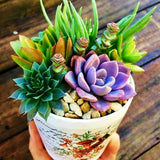 COLOR SUCCULENT MIX rare plant exotic cactus flower succulents seed 35+ seeds,to Orchids
