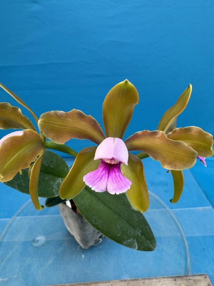 Potted orchid with yellow-green petals and purple center, broad green leaves