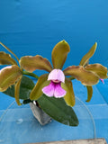 Cattleya guttata (clear) X tenuis ÔOrchid ErosÕ Fragrant Orchid Hybrid 2Ó Pot Orchids