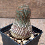 D7027 LOBIVIA FAMATIMENSIS pot7-H8-W5 cm MaMa Cactus Green Plant