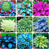 280 Hosta Seeds for Planting Fragrant Shade Garden Flowers Non GMO Heirloom Garden Plants