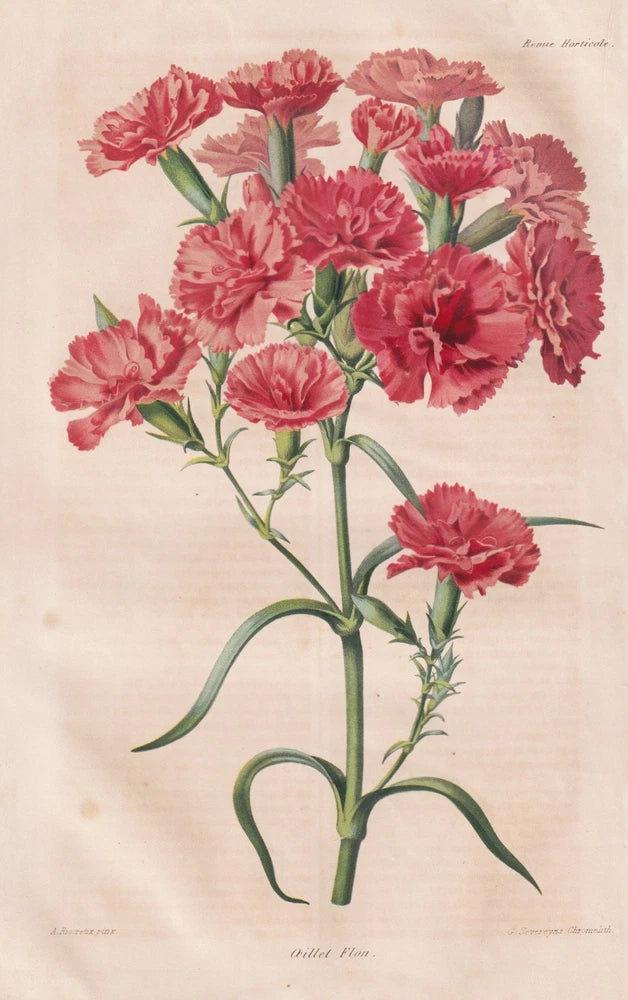 Vintage botanical lithograph of pink carnation flowers with green stems and leaves