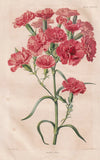 Carnations carnation flowers botany flower botany lithograph revue Horticole 1863 Carnation