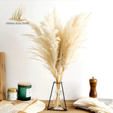 Pampas White Grass Fluffy Natural Dried Vintage Style For Christmas Pampas Grass