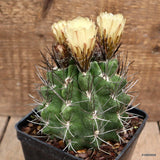 D4260 NEOPORTERIA PAUCICOSTATA pot10-H11-W10 cm MaMa Cactus Green Plant
