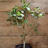 D4515 EUPHORBIA GEROLDII pot14-H43-W30 cm MaMa Cactus Green Plant