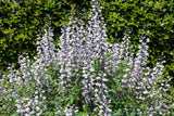 50 WHITE WILD INDIGO Baptisia Alba Usa Native Pollinator Flower Seeds Flowering Plants