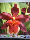 ORCHID PLANTS  Hilo Forecracker  One rooted bulb bare root Orchids