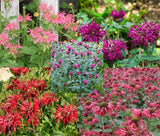 BEE BALM PANORAMA MIX Monarda Didyma - 250 Bulk Seeds Garden Plants