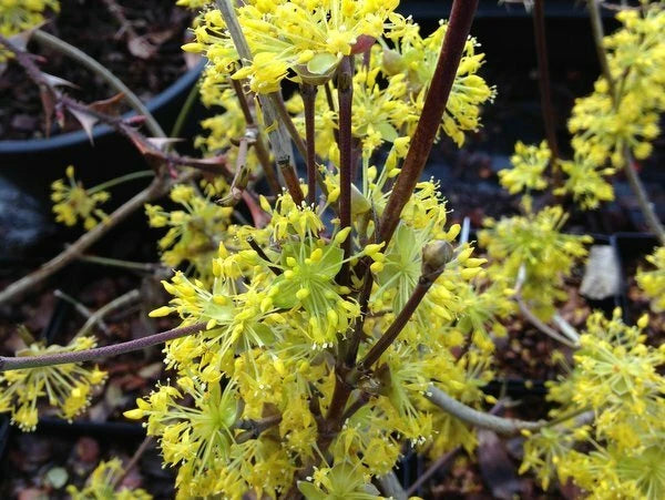 Cornus Officinalis 15 Seeds, Dogwood Cornelian Cherry Shrub Tree Hardy Medicinal Flowering Plants