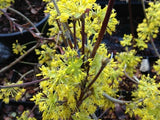 Cornus Officinalis 15 Seeds, Dogwood Cornelian Cherry Shrub Tree Hardy Medicinal Flowering Plants