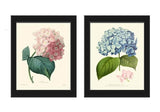 Hydrangea Gartensia Prints Wall Art Set of 2 Pink Blue Flowers Vintage Unframed Hydrangea