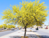 10 Parkinsonia aculeata Jerusalem Thorn Palo Verde Flowering Tree Seeds Orchids