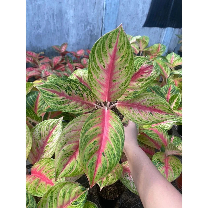 Aglaonema Andini live plant with pink and green variegated leaves in a pot