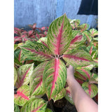 Aglaonema Andini Ð Pink Green Foliage | Live Plant, Grown in Pot Green Plant