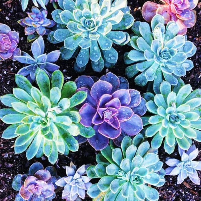 ===SUCCULENT== SS0071 Living Stones Flower Succulent Cactus Rare Succulent seeds Orchids