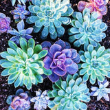 ===SUCCULENT== SS0071 Living Stones Flower Succulent Cactus Rare Succulent seeds Orchids