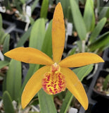 Yellow orchid flower with red-spotted center