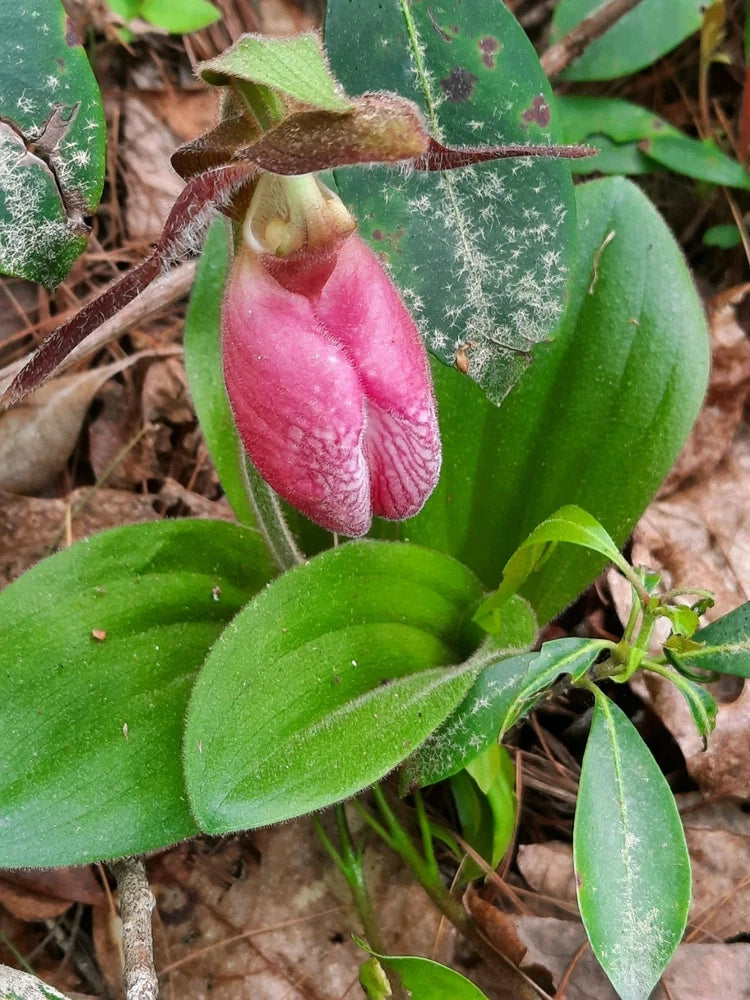 (4) Pink LadyÕs Slipper (Cypripedium Acaule)   cypripedium Orchids