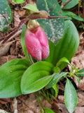 (4) Pink LadyÕs Slipper (Cypripedium Acaule)   cypripedium Orchids