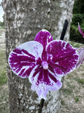 Phalaenopsis. In Bloom/Spiking. Orchid Plant. Orchids