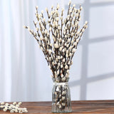 Dried Pussy Willow Branches - 30 Stems, 17" Natural Decor for Vases & Weddings Dried Flower