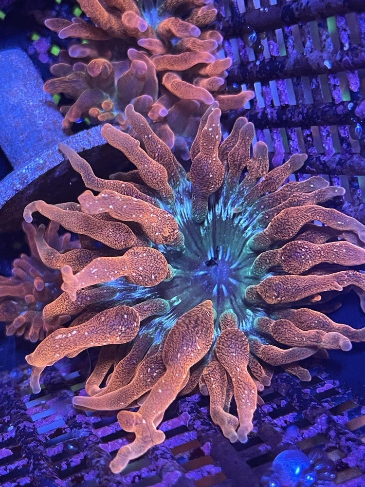 CORAL COMBO PACK BOGO Rainbow Bubble Tip Anemone 1-2 inch &  Rainbow Clove Frag Anemone