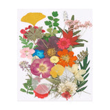 35 Pcs Dried Pressed Flower Leaves Bulk for Resin, Colorful Dried Flower