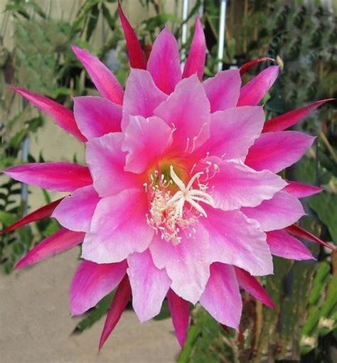 Orchid cactus bloom with bright pink star-shaped petals and yellow center