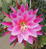 EPIPHYLLUM, ORCHID CACTUS, " GRACE ANN " , 8" CUTTING Orchids