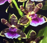 ORCHID PLANTS Zigopetalum Arthur Elle Tombstone fragrant 1 rooted Bulb Orchids