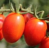 200 RIO GRANDE ITALIAN PASTE TOMATO SEEDS  FOR GARDENS (200 Seeds) Garden Plants