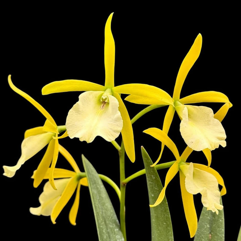 XL B. nodosa x Epc. Young C. Lott, Previously Bloom Size , Rare Orchid, Real Orchids