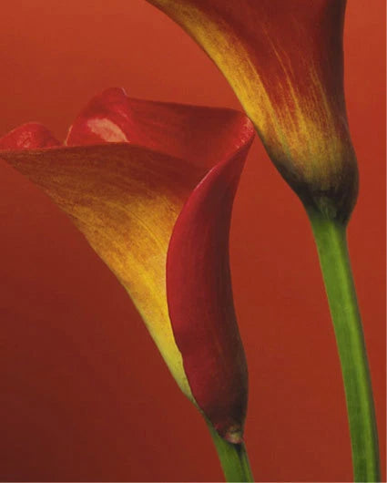 Red calla lily poster with close-up red and yellow petals