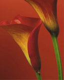 Red calla lily poster with close-up red and yellow petals