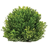 New Farmhouse Green SEEDED GRASS HERB FLORAL SPHERE CENTERPIECE Half Ball Green Plant