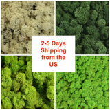Natural Norwegian Reindeer Moss Preserved Dried Craft Flower Stamen Home Decor Dried Flower