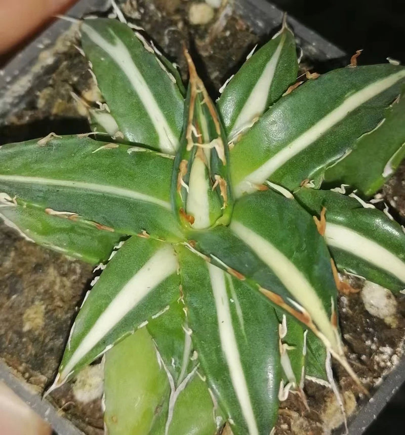 Variegated green agave plant with cream stripes, spiky leaves in a small pot