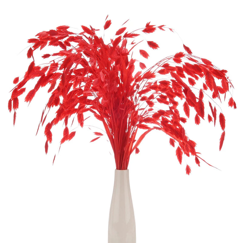Red dried grass bundle with feathery plumes in a white vase