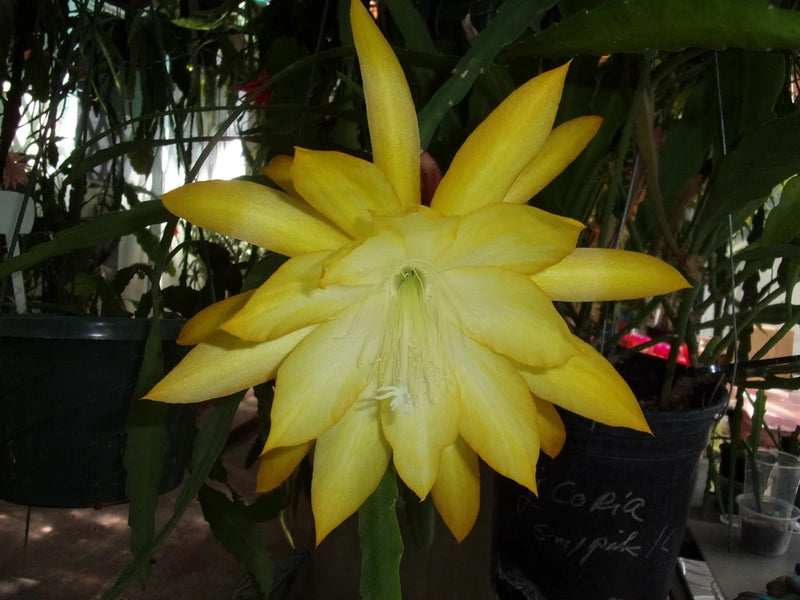 Epiphyllum cutting orchid with bright yellow star-shaped flower