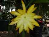 Epiphyllum " LYCORIAS " Cutting Orchids