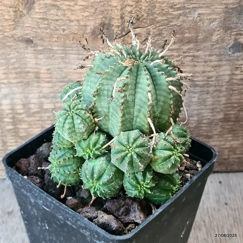 D6221 EUPHORBIA VALIDA PROLIFERA pot10-H10-W9 cm MaMa Cactus Green Plant
