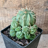 D6221 EUPHORBIA VALIDA PROLIFERA pot10-H10-W9 cm MaMa Cactus Green Plant