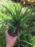 1 Live Pandan tree With Roots 6-8 Inch (l‡ D_a) no pot Green Plant